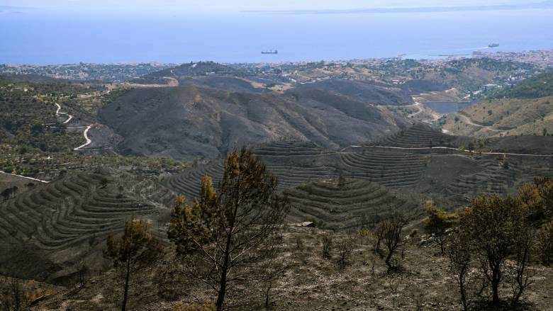 «Στάχτη» πάνω από 50.200 μαστιχόδεντρα από τη φωτιά στη Χίο - Πώς επηρεάζεται η παραγωγή ούζου