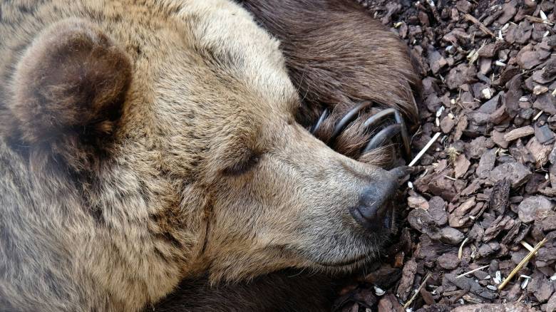 Εντοπίστηκε νεκρή αρκούδα στην Καστοριά - Διερευνάται το ενδεχόμενο να δηλητηριάστηκε