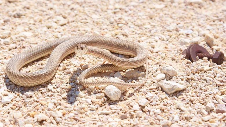 Λαμία: Οχιά δάγκωσε 16χρονο - Νοσηλεύεται στη ΜΕΘ
