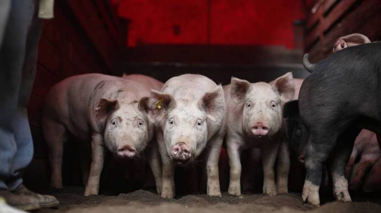 Συναγερμός στις Σέρρες για κρούσμα αφρικανικής πανώλης σε χοίρους - Σε ισχύ έκτακτα μέτρα