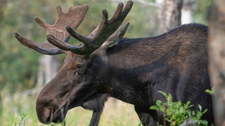 Σουηδία: Η αστυνομία σκότωσε μια άλκη που περιφερόταν στο κέντρο της Στοκχόλμης