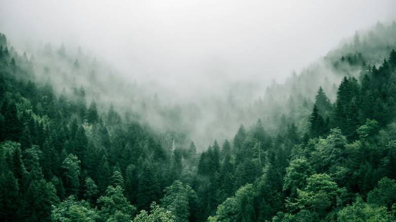 Μειώθηκε κατά 30% η απορρόφηση άνθρακα από τα δάση της Ευρώπης