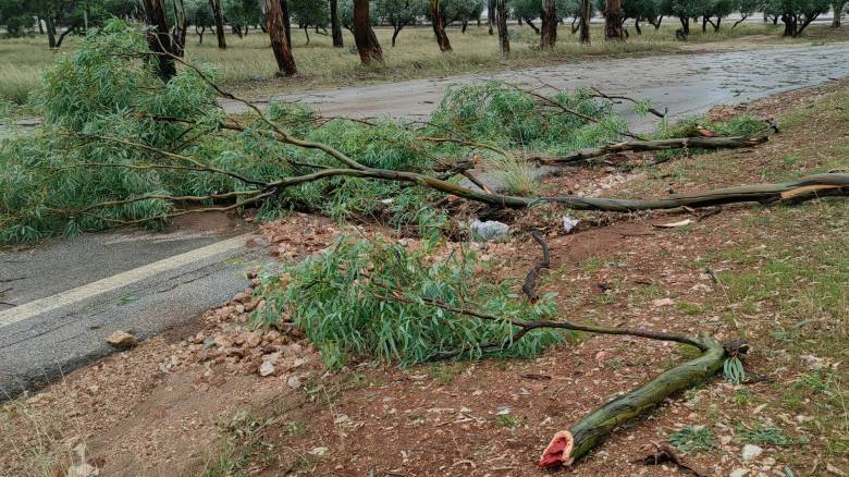 Προβλήματα ηλεκτροδότησης μετά από πτώση δέντρου στην Κηφισιά