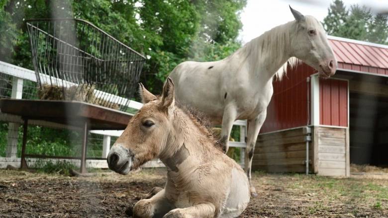 Ένα απειλούμενο ασιατικό πουλάρι βρήκε νέα οικογένεια στη Μινεσότα