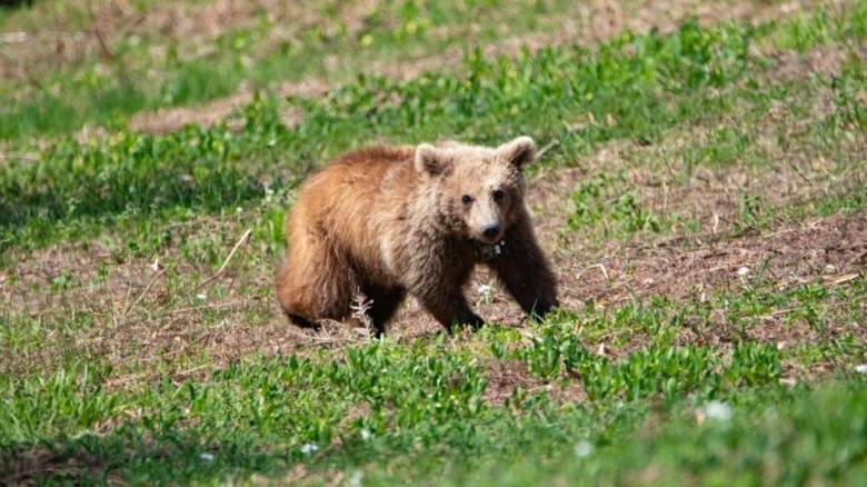 Θεσσαλονίκη: Ορφανό αρκουδάκι επιστρέφει στο φυσικό του περιβάλλον