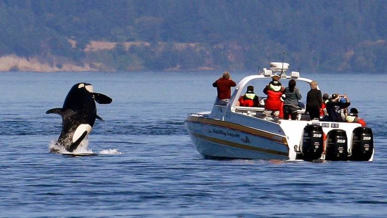 Όρκες καταγράφηκαν για πρώτη φορά να προσφέρουν φαγητό σε ανθρώπους