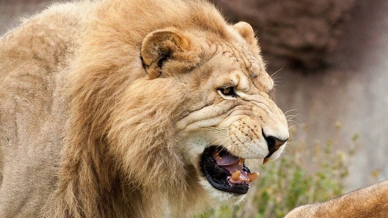 Λιοντάρι πήδηξε μάντρα και επιτέθηκε σε γυναίκα και παιδιά σε πόλη του Πακιστάν