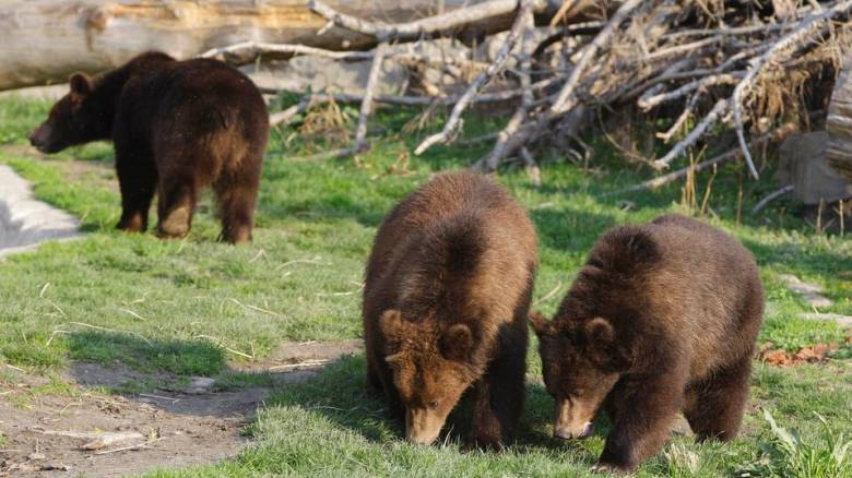 Αυτός είναι ο 48χρονος που σκοτώθηκε από επίθεση αρκούδας σε δρόμο στα Καρπάθια
