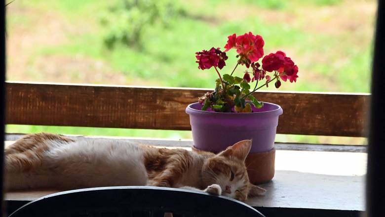 Λύθηκε το… μυστήριο: Ερευνητές αποκάλυψαν γιατί οι γάτες κοιμούνται στην αριστερή τους πλευρά