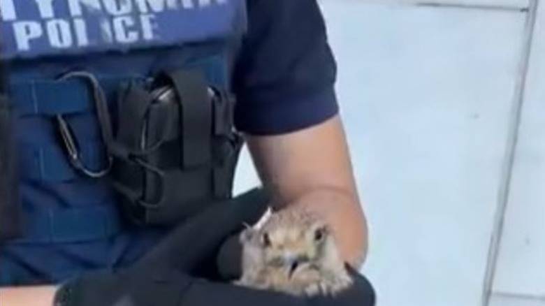 Αστυνομικός έσωσε τραυματισμένο γεράκι που βρέθηκε στη ΓΑΔΑ