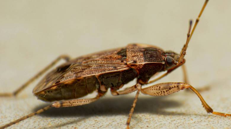 Κάθε ξενοδοχείο μπορεί να κρύβει κοριούς: Πώς οι ταξιδιώτες μπορούν να προστατευτούν αποτελεσματικά