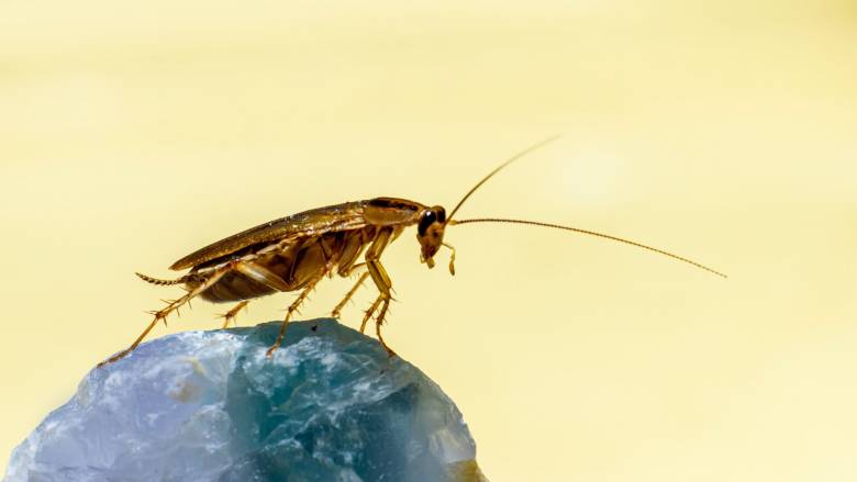 Αυξάνονται οι πληθυσμοί κατσαρίδας - Γίνονται ανθεκτικότεροι στις απεντομώσεις