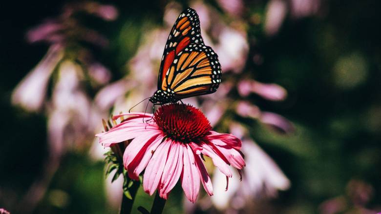 Επιστήμονες αποκαλύπτουν: Και όμως, τα ζώα αντιδρούν σε κρυφούς ήχους φυτών