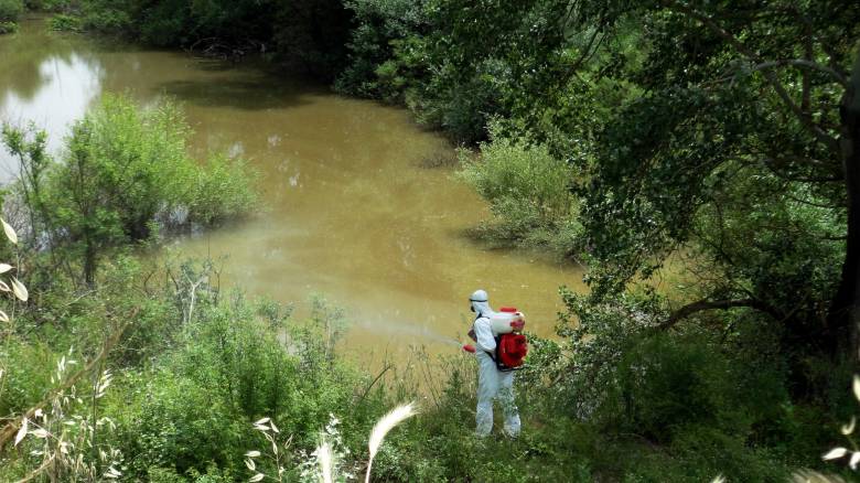 Σμήνη κουνουπιών στον Νέστο: Αίτημα να κηρυχθεί κατάσταση έκτακτης ανάγκης, ζητά ο δήμος