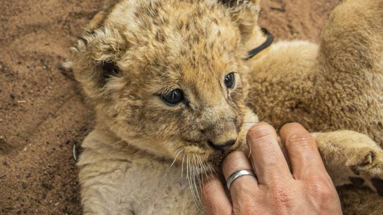 Εστιατόριο στην Κίνα προσφέρει γεύμα «αγκαλιά» με λιονταράκια