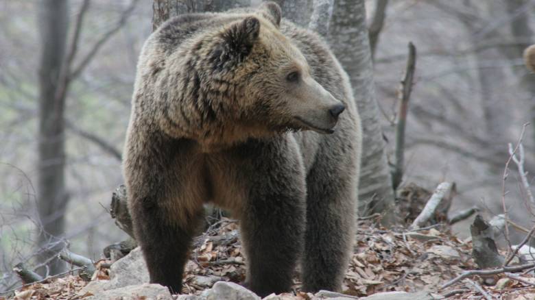 Δεύτερη νεκρή αρκούδα στην Καστοριά σε ένα μήνα - Δέχθηκε πέντε σφαίρες στην πλάτη