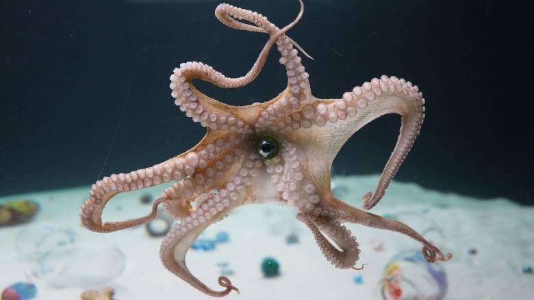 Τι συμβαίνει όταν τα χταπόδια «ασπάζονται» την τέχνη - Οι προτιμήσεις και το αγαπημένο τους χρώμα