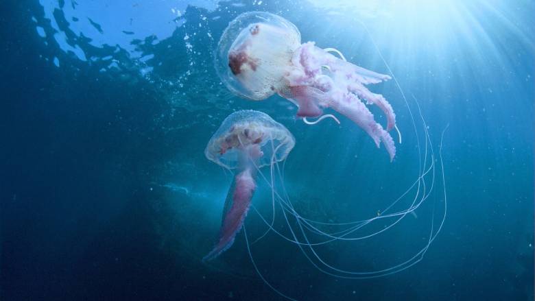 Πού θα δείτε live εάν η θάλασσα που επισκέπτεστε έχει μωβ μέδουσες