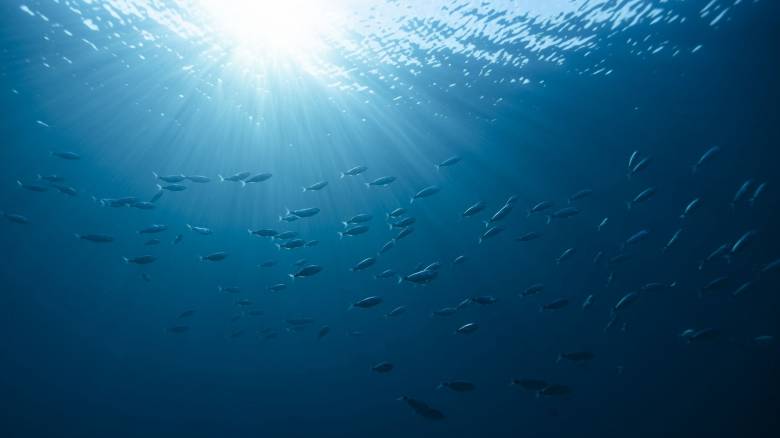 Χαιρετίζει την δημιουργία δύο νέων θαλάσσιων πάρκων η WWF