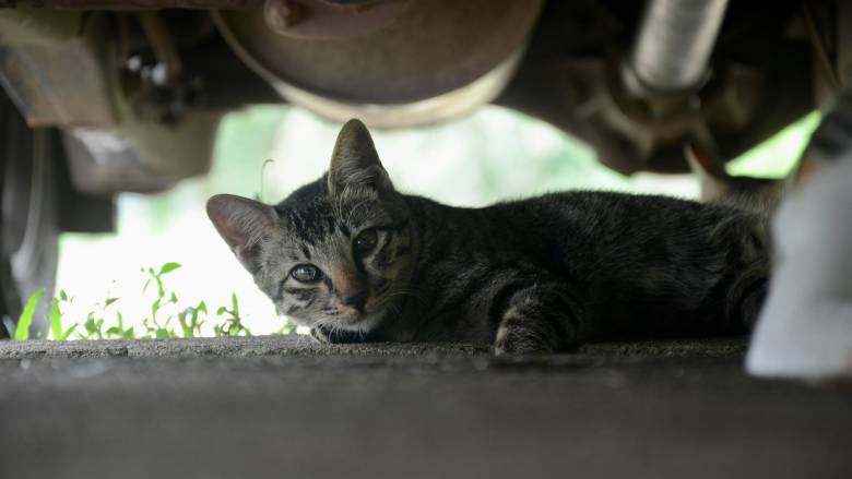 Πώς να προστατεύσετε τα κατοικίδιά σας από τον καύσωνα