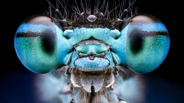 «Χαμογελαστά» έντομα έλαμψαν και γοήτευσαν κριτές σε διαγωνισμό φωτογραφίας