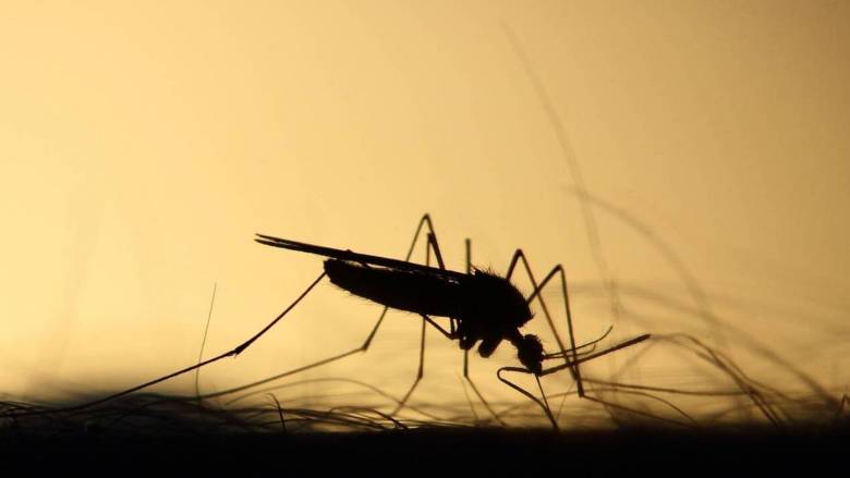 Ιταλία: Δύο νεκροί φέτος από τον ιό του Δυτικού Νείλου