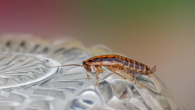 «Επέλαση» κατσαρίδων στην Αθήνα: Γιατί... κυκλοφορούν όλο και περισσότερες - Τι λένε οι ειδικοί