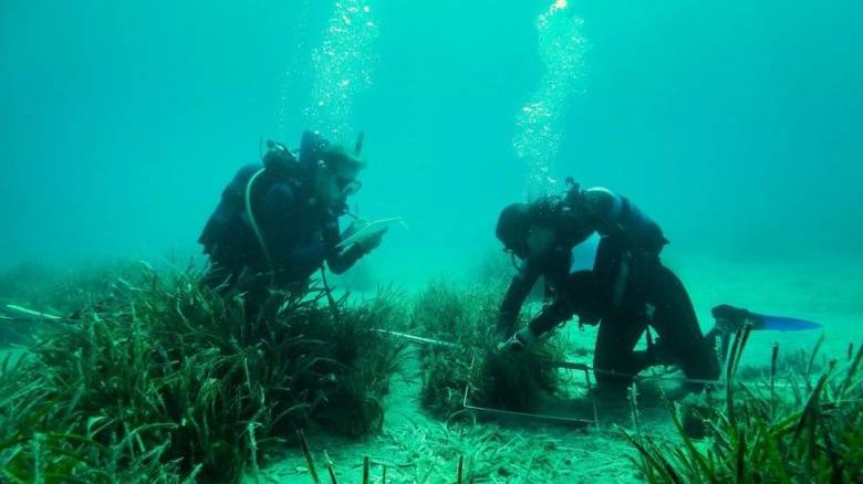 Δύτες φύτεψαν υποβρύχιους κήπους Ποσειδωνίας στην Ελλάδα - Εντυπωσιακές φωτογραφίες