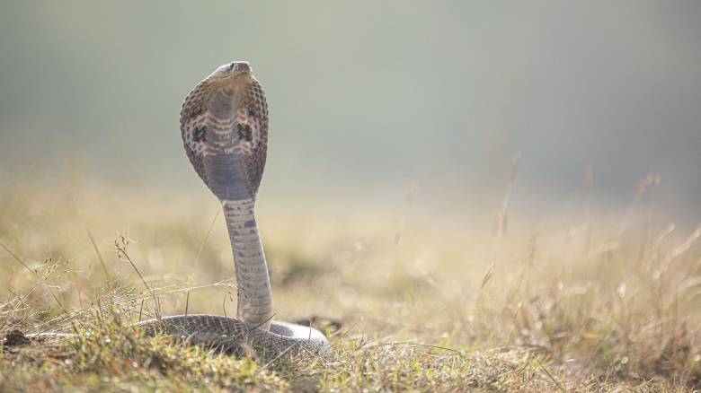 Ινδία: Αγόρι ενός έτους δάγκωσε και σκότωσε κόμπρα που είχε τυλιχτεί στα χέρια του