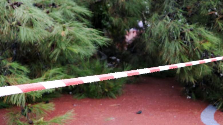 Πτώση δέντρου στο Παλαιό Φάληρο - Κλειστό τμήμα της οδού Δημοκρατίας