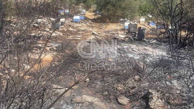 Από αδήλωτα μελίσσια εντός της Πολυτεχνειούπολης ξεκίνησε η φωτιά στον Υμηττό