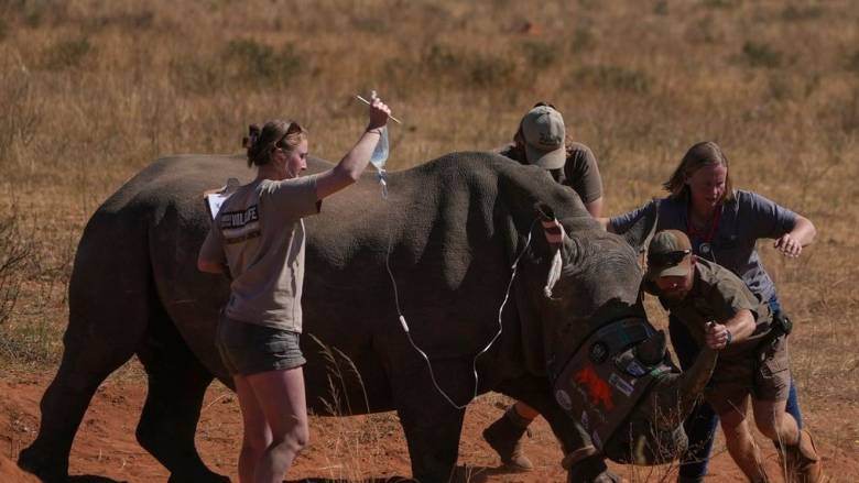 Νότια Αφρική: Έκαναν ραδιενεργά κέρατα ρινόκερων για την καταπολέμηση των λαθροθήρων