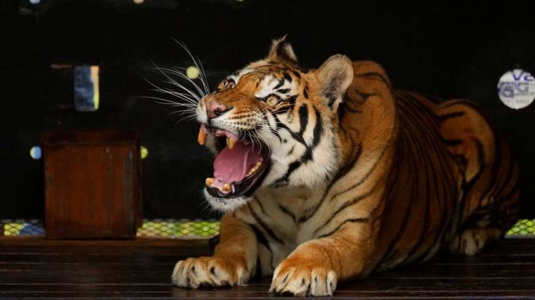 Τίγρης σκότωσε εργαζόμενο σε ζωολογικό κήπο στην Ιερουσαλήμ