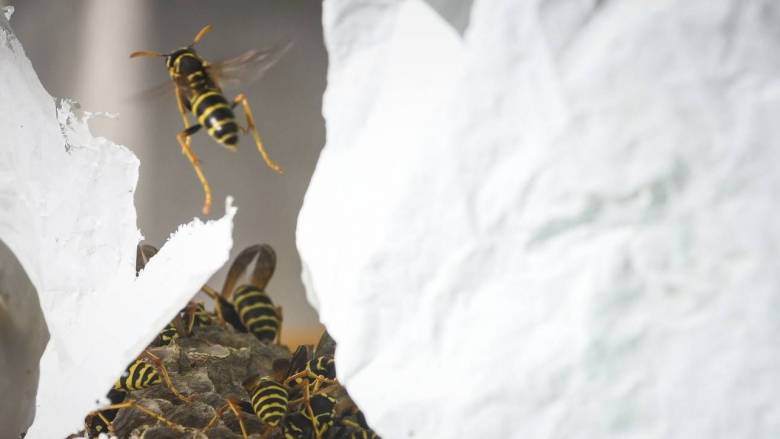 Πύργος: 45χρονος υπέστη έμφραγμα μετά από τσίμπημα σφήκας - Νοσηλεύεται στο νοσοκομείο Πατρών