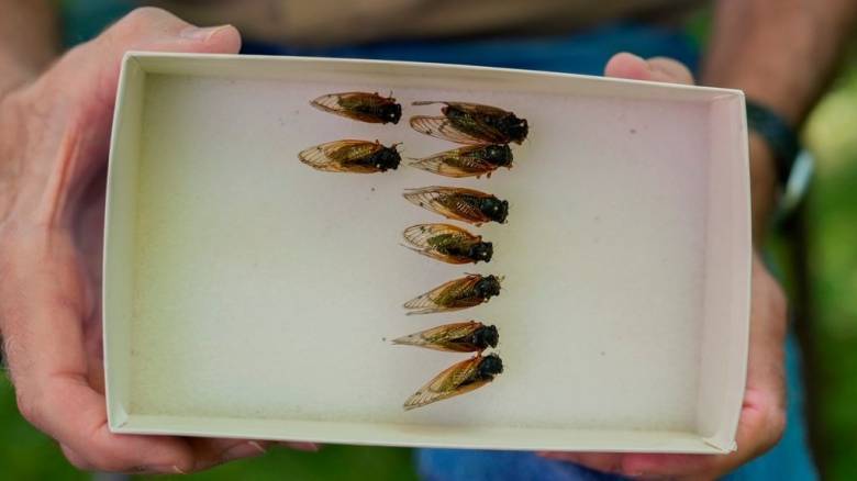 Λαθρεμπόριο... εντόμων στην Αυστραλία - Μια νέα επικερδής μαύρη αγορά «ανθίζει»