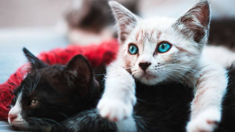 Αποκάλυψη BBC:  Διεθνές δίκτυο βασανίζει και σκοτώνει γάτες - Χιλιάδες βίντεο στο διαδίκτυο