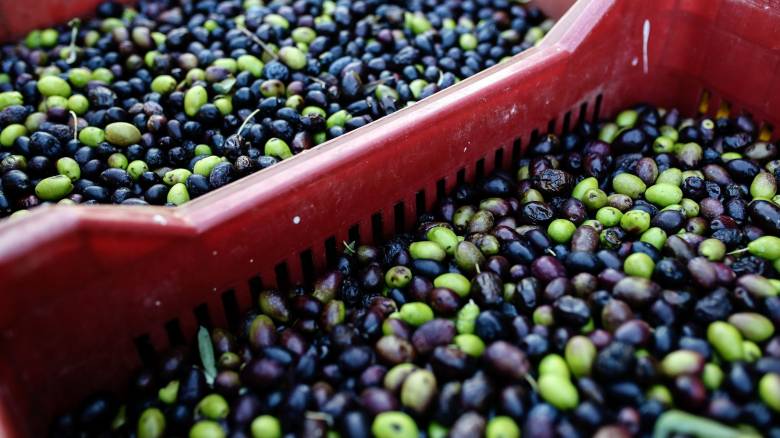 «Βαρίδι» για τις εξαγωγές οι δασμοί των ΗΠΑ - Τι αλλάζει για ελιές, φρούτα και λαχανικά