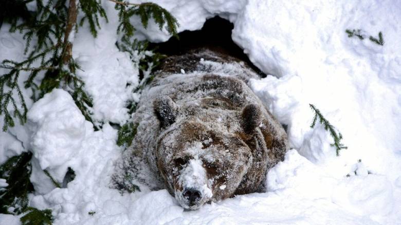 Ανθρώπινες «υπερδυνάμεις» από γονίδια που σχετίζονται με τη χειμερία νάρκη ερευνούν επιστήμονες