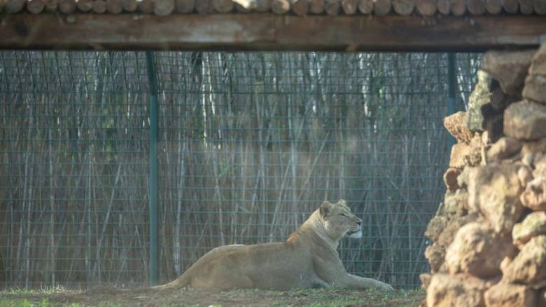 «Φέρτε τα κατοικίδιά σας να τα ταΐσουμε στα λιοντάρια»: Σάλος από αγγελία ζωολογικού κήπου στη Δανία
