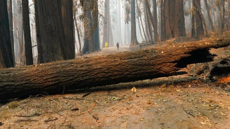 Οι κεραυνοί «σκοτώνουν» περισσότερα δέντρα από όσα νομίζουμε - Τι αποκαλύπτουν ερευνητές