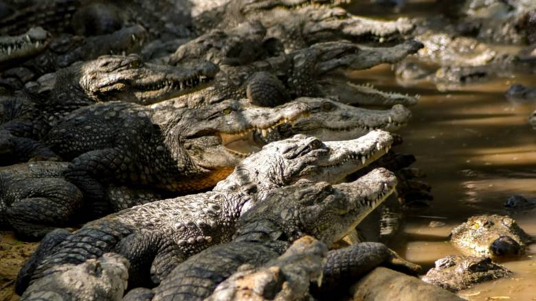 Πάνω από 200 κροκόδειλοι σφαγιάστηκαν σε φάρμα στη Δυτική Όχθη - Μεγάλο κύμα αντιδράσεων