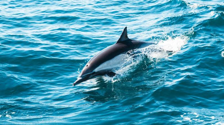 Ικαρία: Σπάνιο δελφίνι εντοπίστηκε σε ένα από τα βαθύτερα σημεία του Αιγαίου