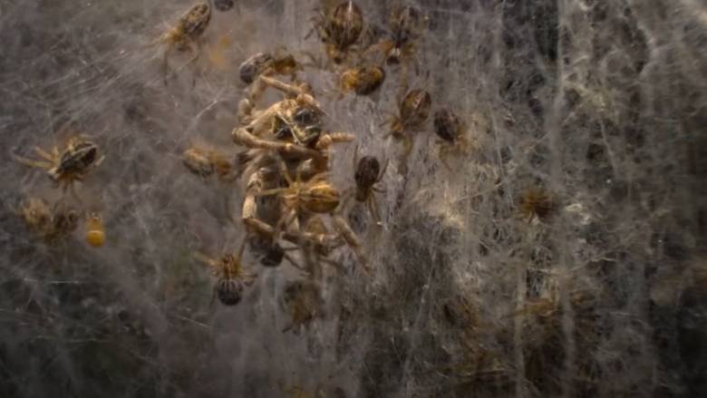 Κάμερες κατέγραψαν για πρώτη φορά αράχνες-μωρά να τρώνε τη μητέρα και όλους τους συγγενείς τους