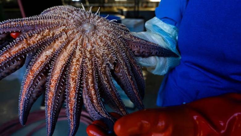 Επιστήμονες ανακάλυψαν τι έχει σκοτώσει 5 δισεκατομμύρια αστερίες τα τελευταία 12 χρόνια