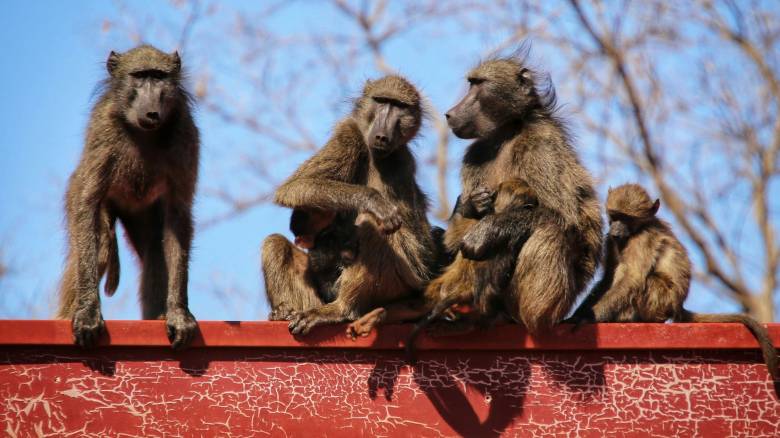 Γερμανία: Zωολογικός κήπος σκότωσε 12 μπαμπουίνους και τους έριξε στα λιοντάρια