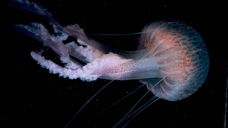 Μωβ μέδουσες: Πού υπάρχουν αυξημένοι πληθυσμοί - Δείτε το διαδραστικό χάρτη