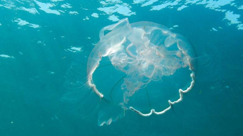 Γαλλία: Διακοπή λειτουργίας μονάδων στον πυρηνικό σταθμό Γκραβελίν λόγω... μεδουσών