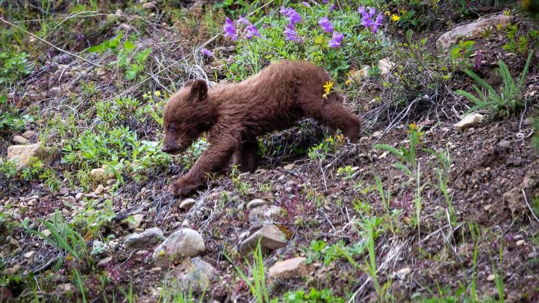 Θεσσαλονίκη: Αρκουδάκι χτυπήθηκε σε τροχαίο και εγκαταλείφθηκε - Κέρδισε την μάχη για τη ζωή
