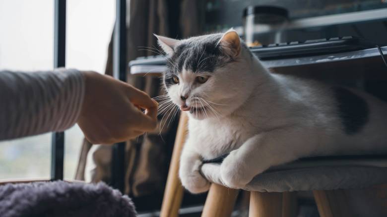 Οι γάτες παθαίνουν άνοια όπως οι άνθρωποι, διαπίστωσε μελέτη – Ελπίδες για νέες θεραπείες
