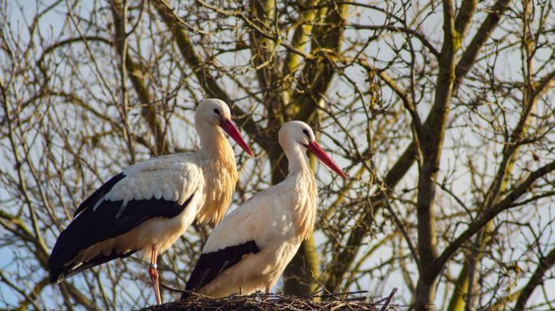 Ολοκληρώθηκε με επιτυχία η επανένταξη 24 πελαργών στο φυσικό τους περιβάλλον